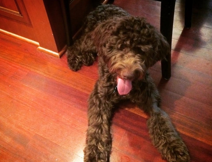 smeraglia's teddy bear schnoodles
